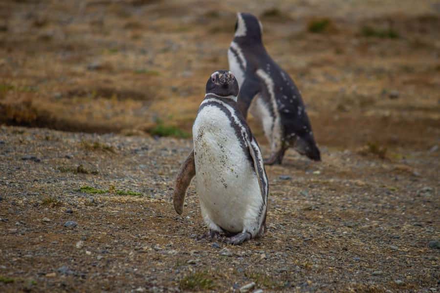 Magdalena Island: Walk with the penguins - Key points at a glance