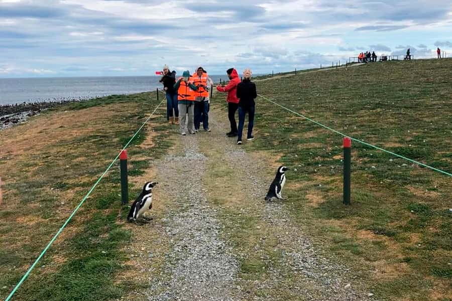 Magdalena Island: Walk with the penguins - Landing on Magdalena Island