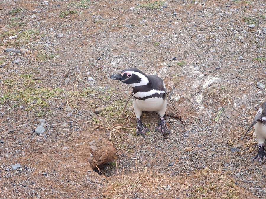 Magdalena Island: Walk with the penguins - What the catamaran ride is really like