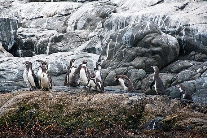 Penguin Watching Navigation Cachagua Lunch From STGO Private Tour - What the boat trip feels like in practice