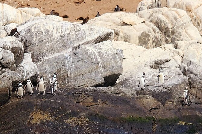 Penguin Watching Navigation Cachagua Lunch From STGO Private Tour - Reñaca and Avenida Perú: Chile’s resort coast