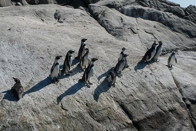 Penguin Watching Navigation Cachagua Lunch From STGO Private Tour - The private tour question and guide quality