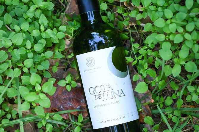 "Premium Wine Tour" Viña Cousiño Macul Official english - The vineyard views are part of the payoff