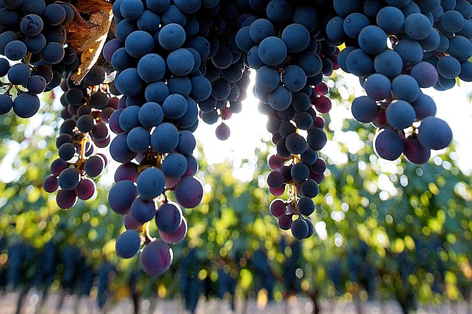 "Premium Wine Tour" Viña Cousiño Macul Official english - Three premium wines, plus food to show the difference