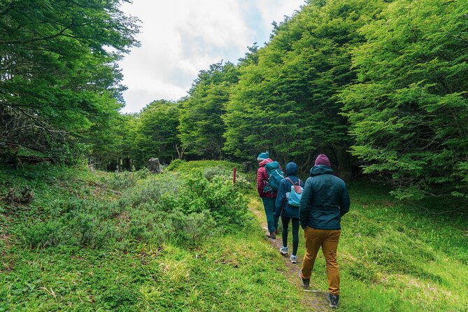 Private Patagonian Forest Hike in Punta Arenas: 4 Hour - Lunch in the woods, with one small catch