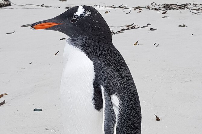 Private Penguin Paradise Tour: Penguins, Scenery & Stanley - Bertha’s Beach and its Gentoo colony