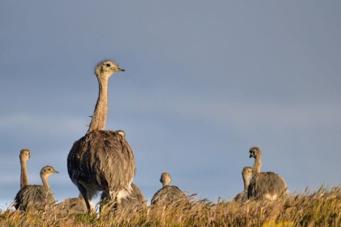 Private Torres del Paine & Milodon, departing from Punta Arenas - What the private vehicle adds