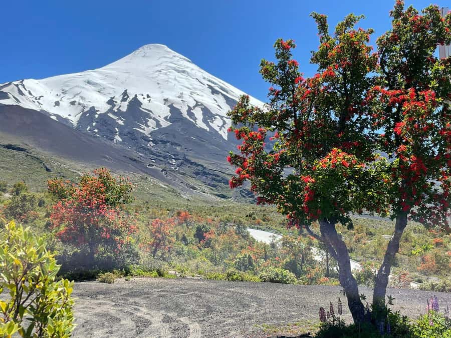 Puerto Montt: Osorno Volcano Tour Shore Tour in Private - Petrohué Falls and the force of volcanic water