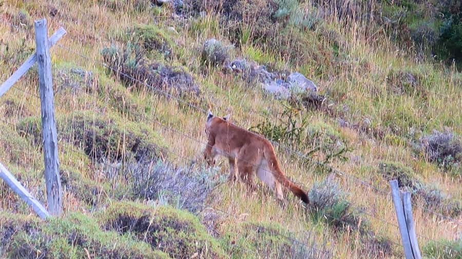 Puerto Natales: Base Torres Small Group Trekking - Who should book this hike