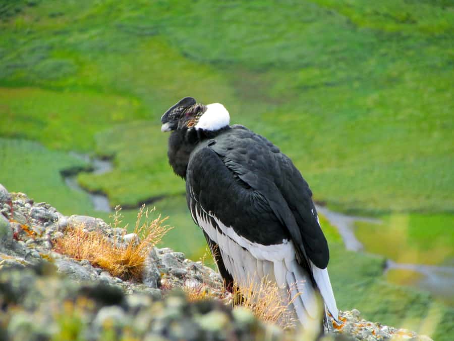 Puerto Natales: Cerro Benitez Half-Day Hike with Condors - Key points to know before you book