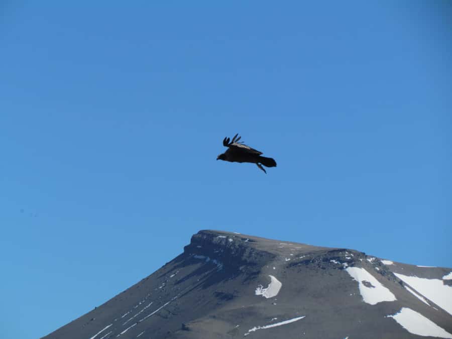 Puerto Natales: Cerro Benitez Half-Day Hike with Condors - The Lake Sofia viewpoint