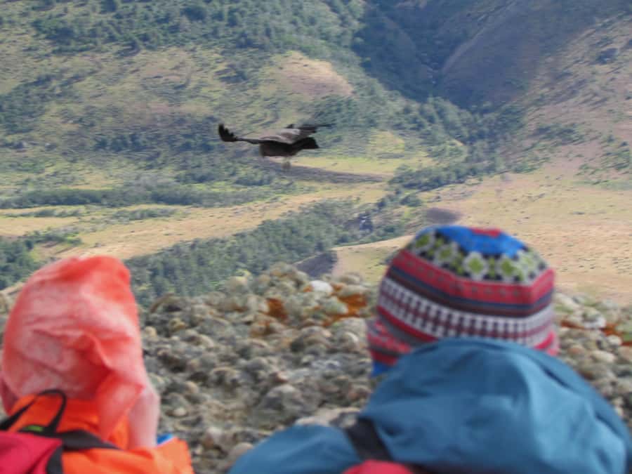 Puerto Natales: Cerro Benitez Half-Day Hike with Condors - How this compares with Torres del Paine hikes