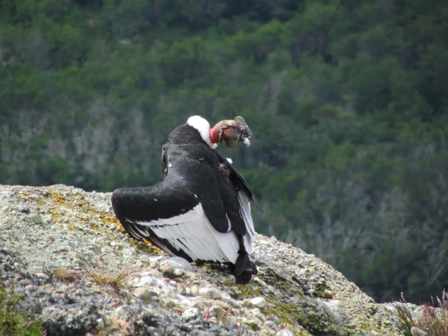 Puerto Natales: Cerro Benitez Half-Day Hike with Condors - Pickup from Puerto Natales and the 4x4 ride