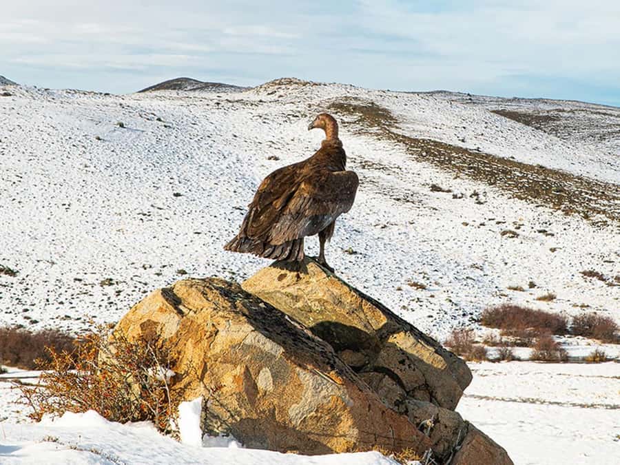 Puerto Natales: Full-Day Torres del Paine Tour - Grey Lake and the icebergs at Grey Beach