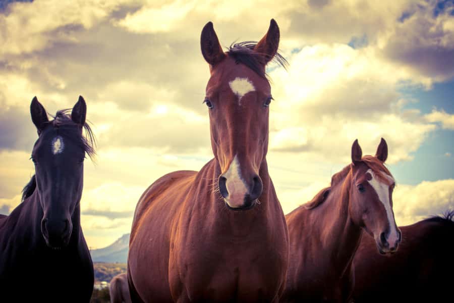 Puerto Natales: Traditional Horseback Riding Experience - What to pack for the 210-minute outing