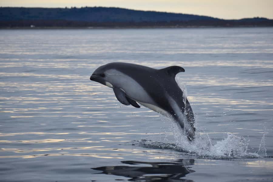 Punta Arenas: Austral Dolphin & Wildlife Watching Boat Tour - A close look at Bahía Agua Fresca