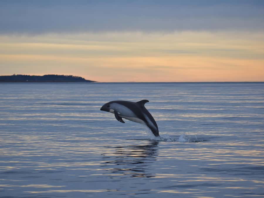 Punta Arenas: Austral Dolphin & Wildlife Watching Boat Tour - Birds, penguins, and the lucky extra sighting