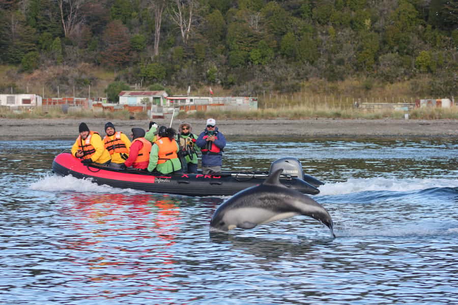 Punta Arenas: Austral Dolphin & Wildlife Watching Boat Tour - What the 75-minute cruise feels like