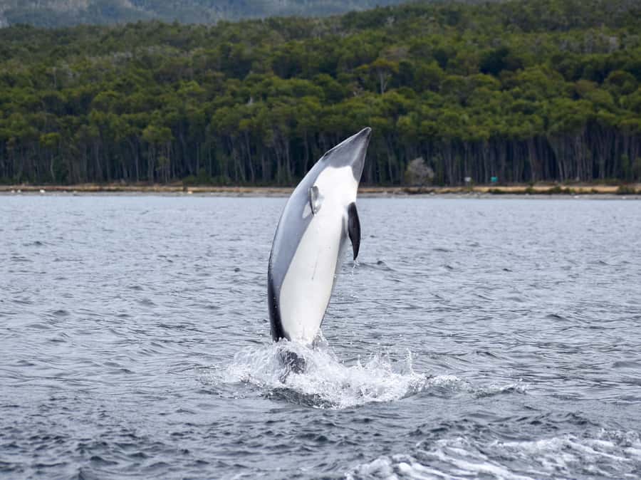 Punta Arenas: Austral Dolphin & Wildlife Watching Boat Tour - Why the early, flexible schedule matters