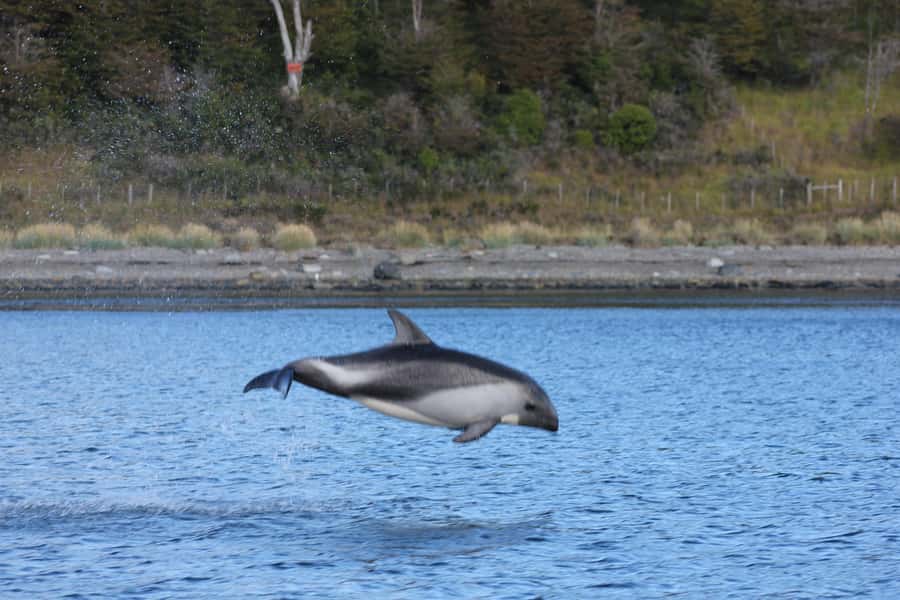 Punta Arenas: Austral Dolphin & Wildlife Watching Boat Tour - Is $190 a fair price?