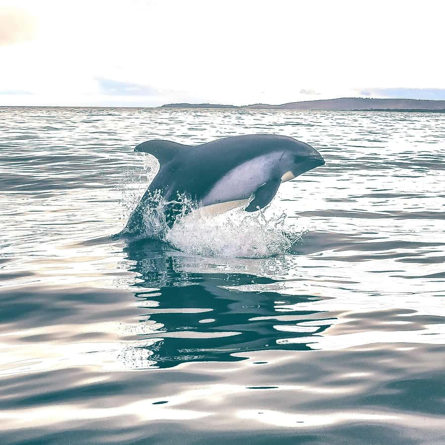 Punta Arenas: Austral Dolphin & Wildlife Watching Boat Tour - Practical preparation for the Zodiac