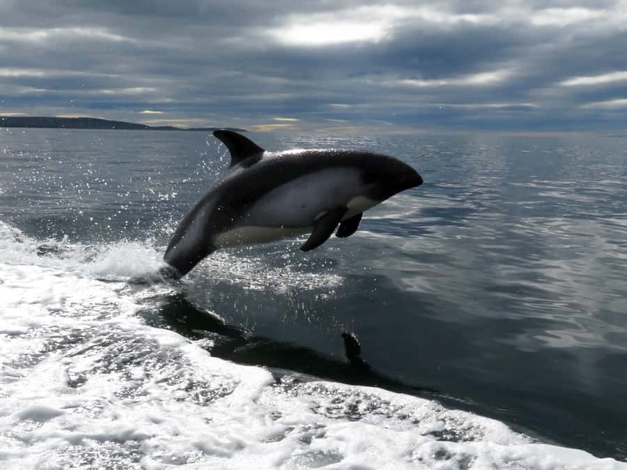 Punta Arenas: Austral Dolphin & Wildlife Watching Boat Tour - My call: book it if the wildlife matters most