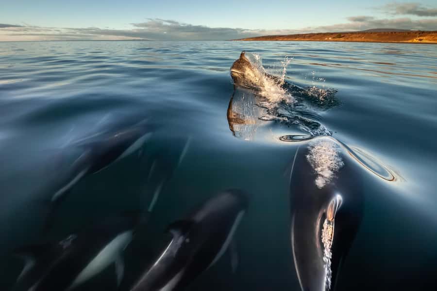 Punta Arenas: Austral Dolphin & Wildlife Watching Boat Tour - Watching austral dolphins in their natural setting