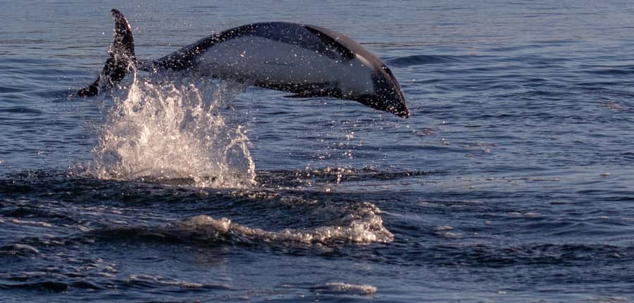 Punta Arenas: Dolphin & Wildlife Watching - Key points to know before you book