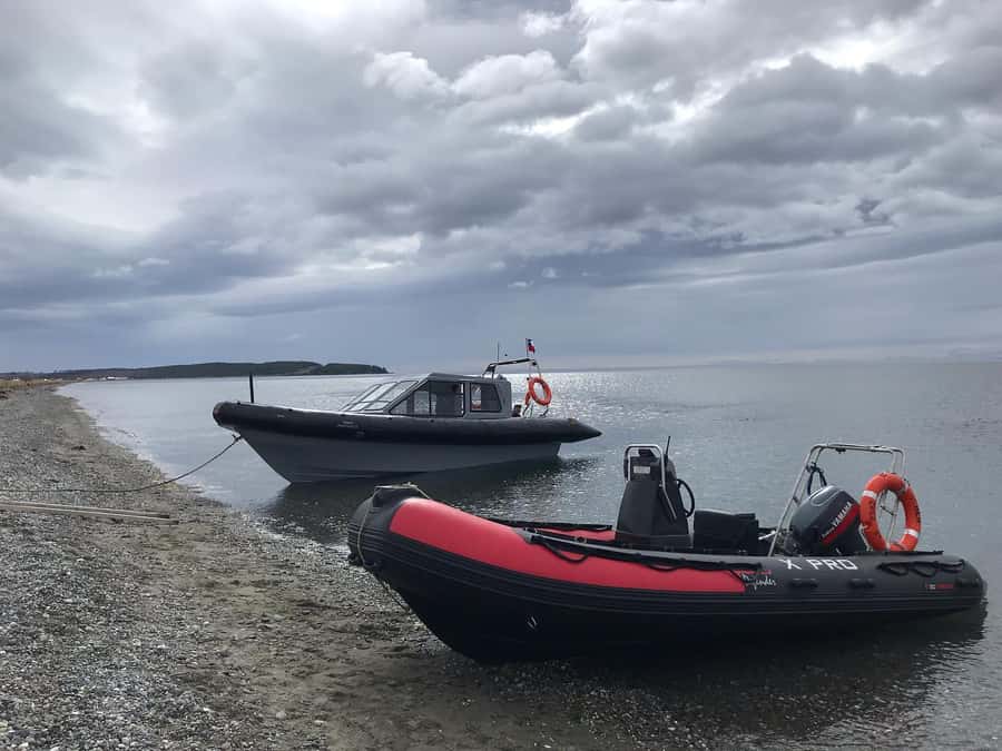 Punta Arenas: Dolphin & Wildlife Watching - What the small boat changes