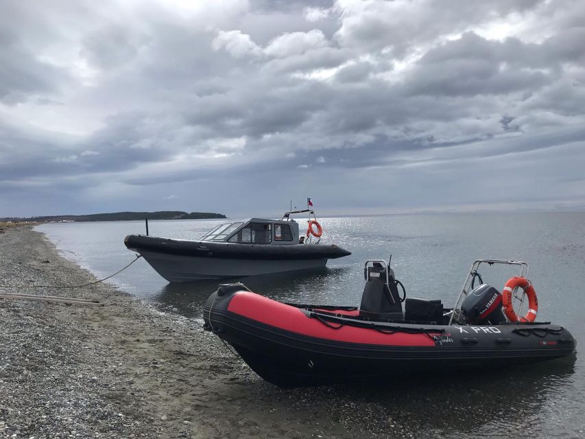 Punta Arenas: Dolphin & Wildlife Watching - Searching for dolphins on the Strait of Magellan