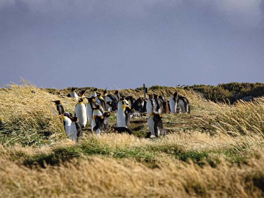 Punta Arenas: Full Day Tierra del Fuego & King Penguins - Key points to know before you book