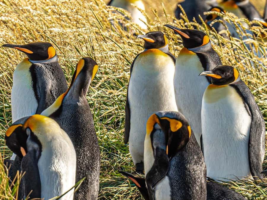 Punta Arenas: Full Day Tierra del Fuego & King Penguins - Porvenir, a brief stop with useful history