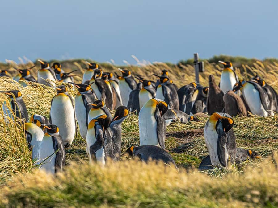 Punta Arenas: Full Day Tierra del Fuego & King Penguins - What the $110 price really covers
