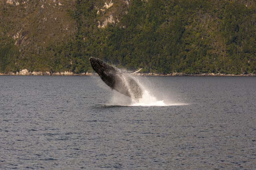 Punta Arenas: Full-Day Whales, Penguins, and Glaciers Tour - Who should book this $365 experience?