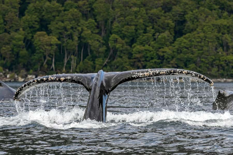 Punta Arenas: Full-Day Whales, Penguins, and Glaciers Tour - Crossing the Strait of Magellan