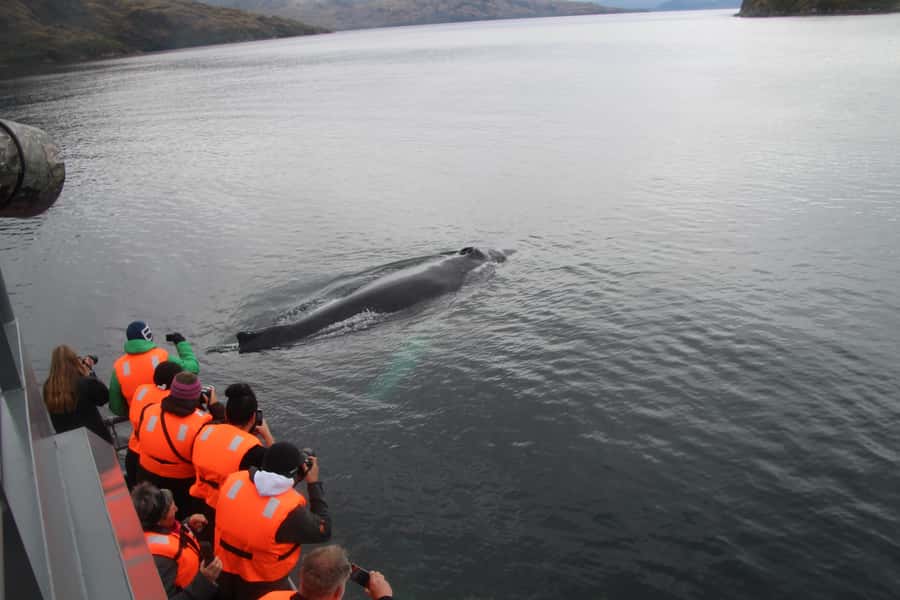 Punta Arenas: Full-Day Whales, Penguins, and Glaciers Tour - Cape Froward, the southern landmark