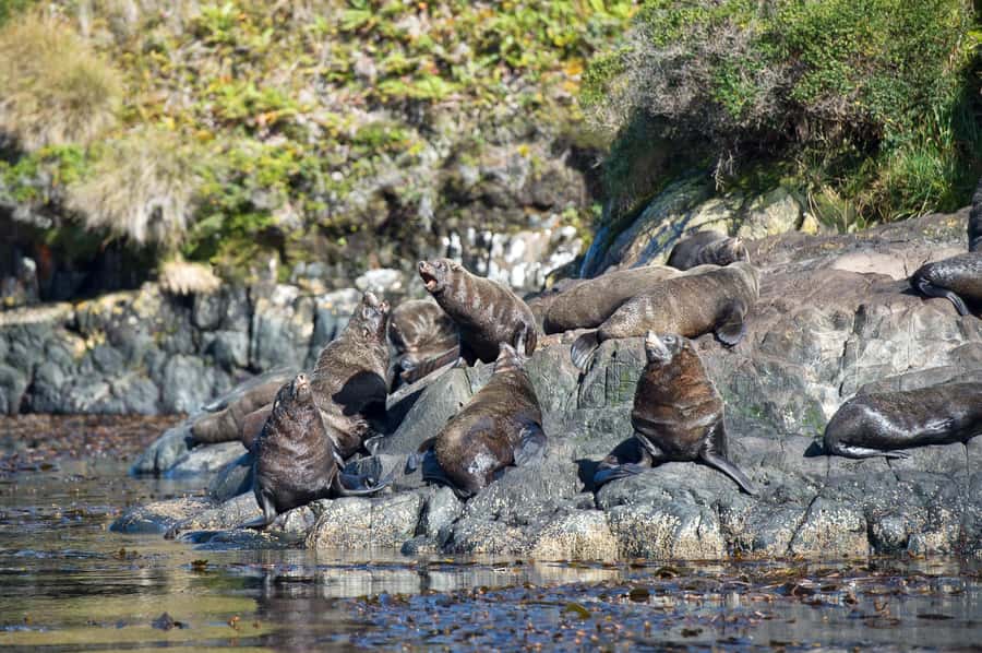 Punta Arenas: Full-Day Whales, Penguins, and Glaciers Tour - Francisco Coloane Marine Park and the whale search