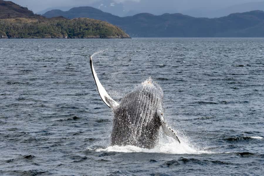 Punta Arenas: Full-Day Whales, Penguins, and Glaciers Tour - The 4 a.m. start and the road to the boat