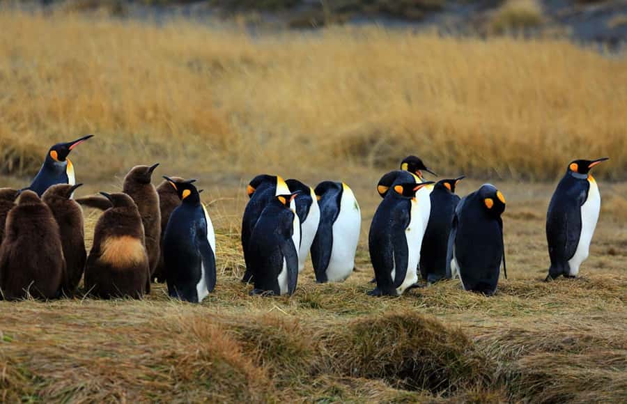 Punta Arenas: King Penguin Park and Tierra del Fuego Trip - Weather, timing, and practical comfort