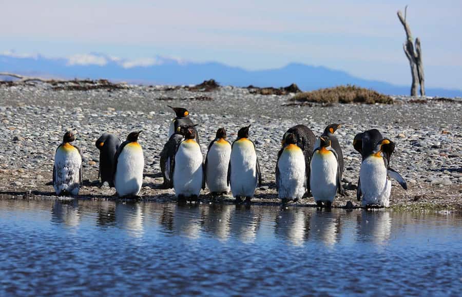 Punta Arenas: King Penguin Park and Tierra del Fuego Trip - Why the penguins require a full day