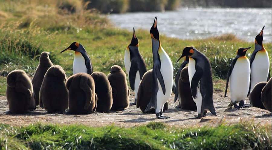 Punta Arenas: King Penguin Park and Tierra del Fuego Trip - Porvenir and Plaza Selknam