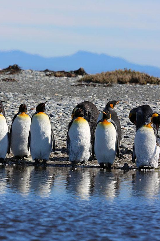 Punta Arenas: King Penguin Park and Tierra del Fuego Trip - What the $180 price covers