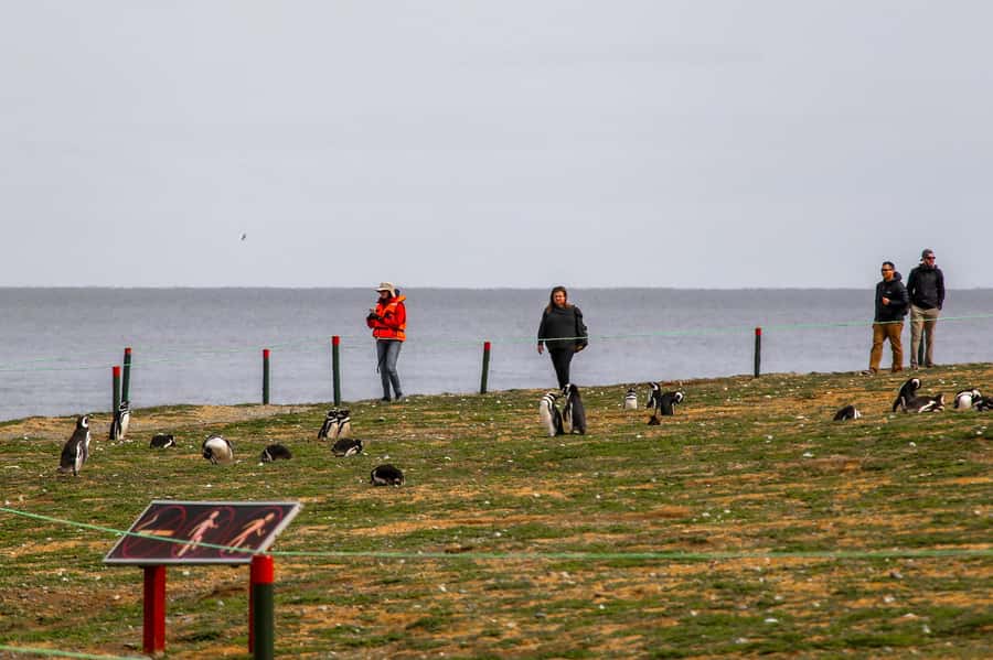 Punta Arenas: Magdalena Island Navigation & Penguin Walk - Key points to know before you book
