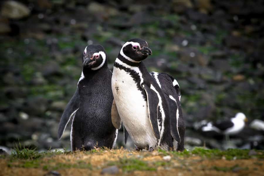 Punta Arenas: Magdalena Island Navigation & Penguin Walk - Why Magdalena Island is worth the boat ride