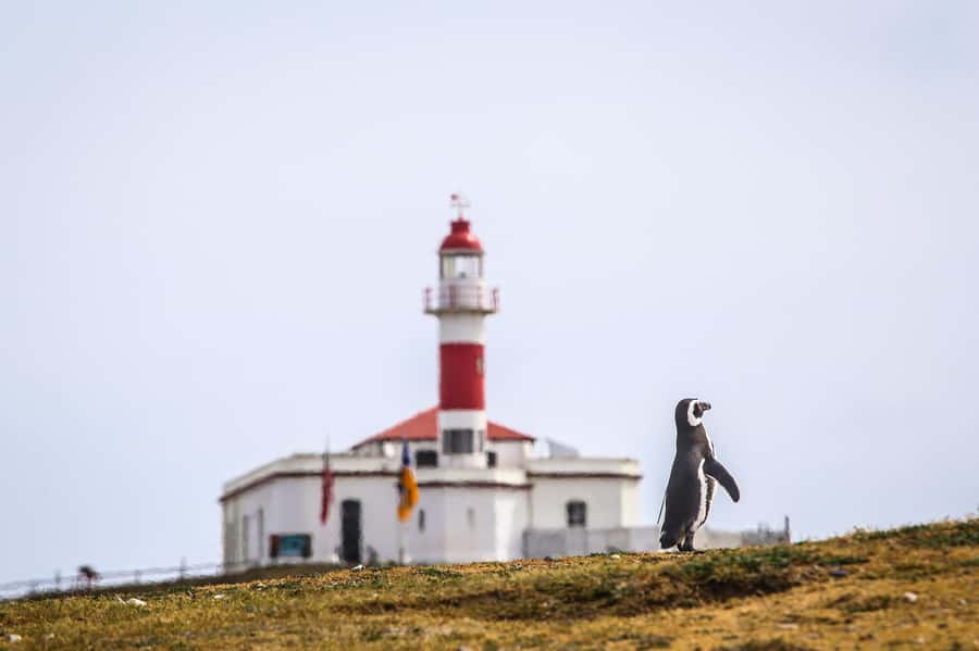 Punta Arenas: Magdalena Island Navigation & Penguin Walk - Choosing the right departure time and pier