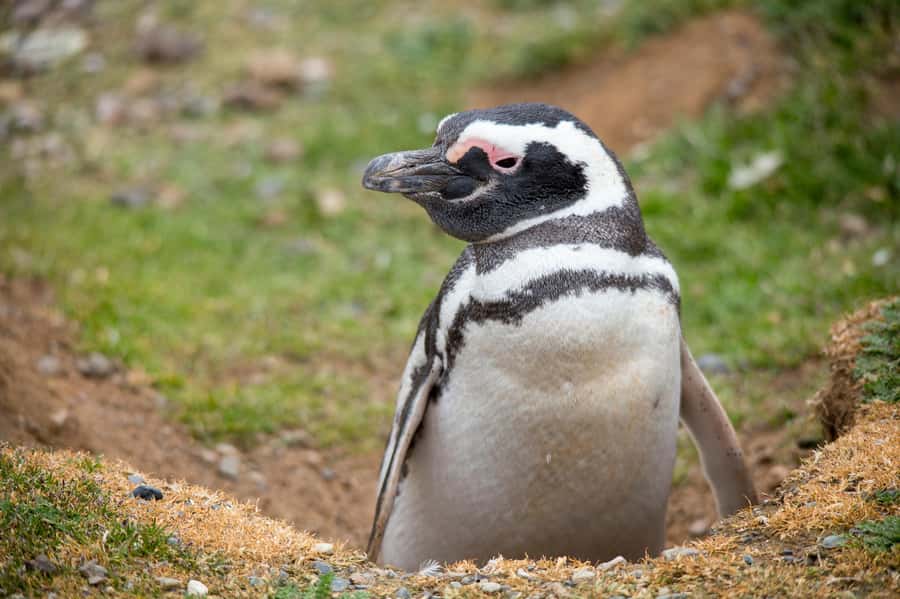 Punta Arenas: Magdalena Island Navigation & Penguin Walk - Walking among the penguins for about one hour