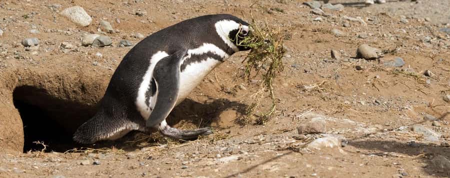 Punta Arenas: Magdalena Island Navigation & Penguin Walk - Who will enjoy this outing most