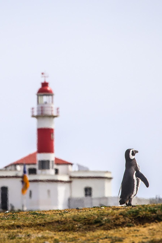 Punta Arenas: Magdalena Island Navigation & Penguin Walk - Should you book the Magdalena Island penguin walk?