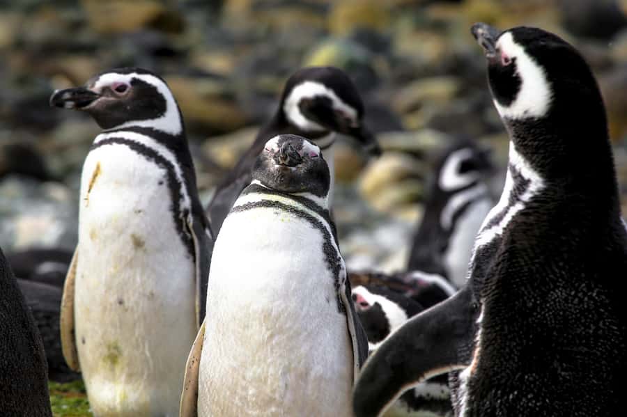 Punta Arenas: Magdalena Island Navigation & Penguin Walk - The boat crossing from Punta Arenas