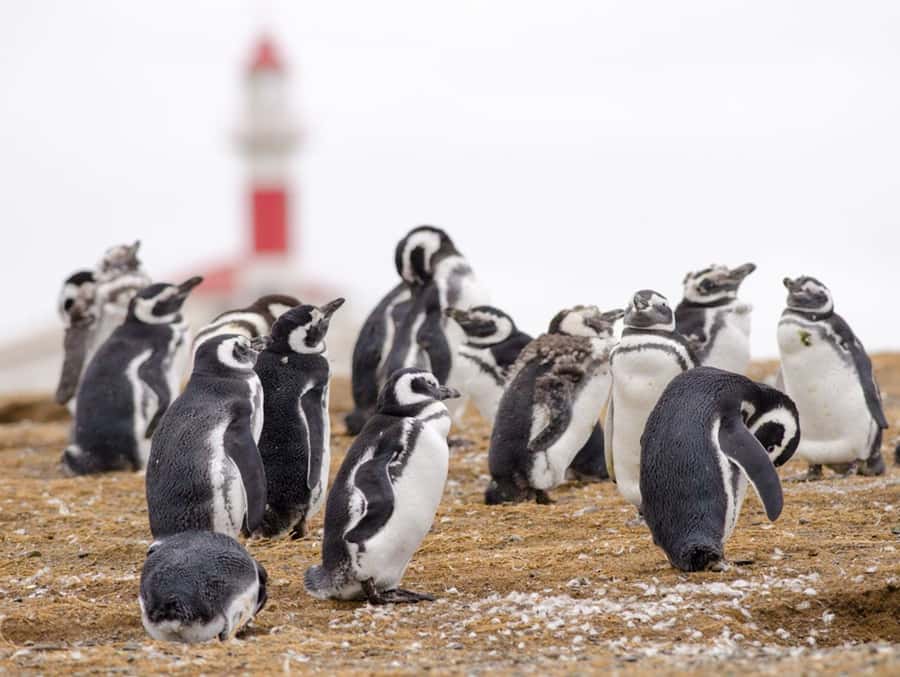 Punta Arenas: Walk with Penguins on Magdalena & Marta Island - Key points to know before you book